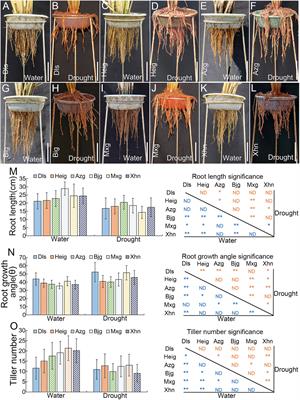 Characteristics of members of IGT family genes in controlling rice root system architecture and tiller development